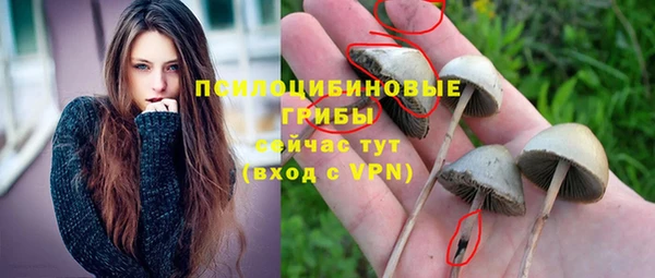 сатива Аркадак
